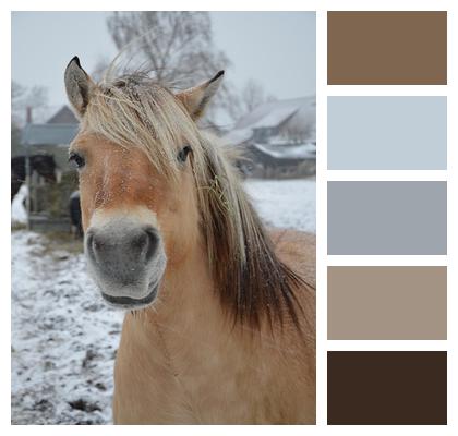 Fjord Horse Winter Mane Image